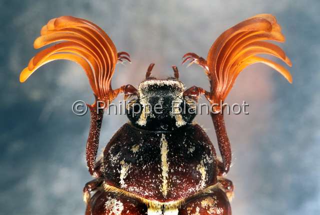 Pollyphylla fullo2.JPG - Pollyphylla fullo (Portrait)Hanneton foulon maleCockchaferColeopteraMelolonthidaeFrance